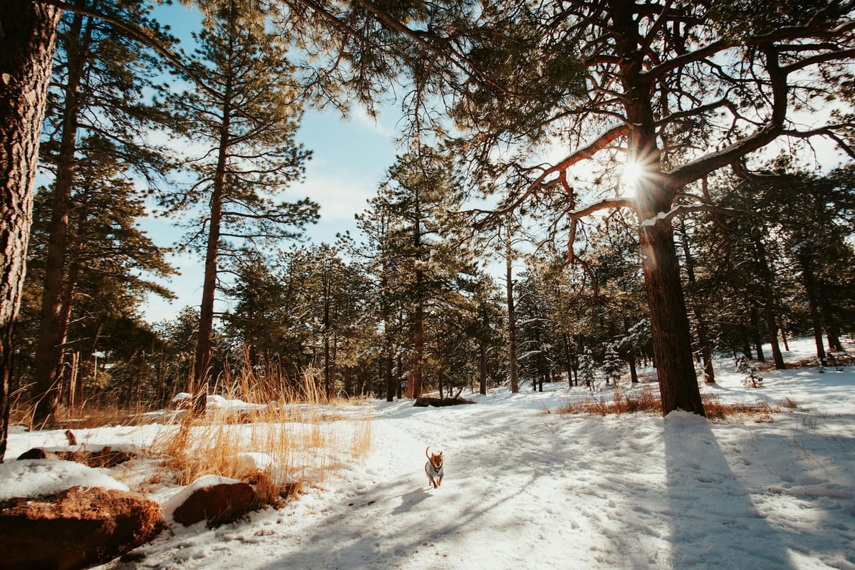 A dog runs through snowy forest path toward the photograph in warm winter sunlight.