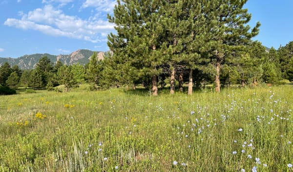 A green, South Boulder meadow with flowers, trees, a blue sky with a few clouds, and the foothills in the background.