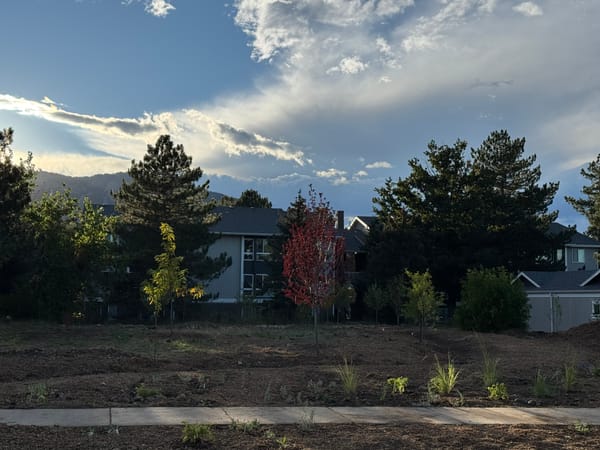 Newly planted trees in a mulched yard with a mountain backdrop and a setting sun.